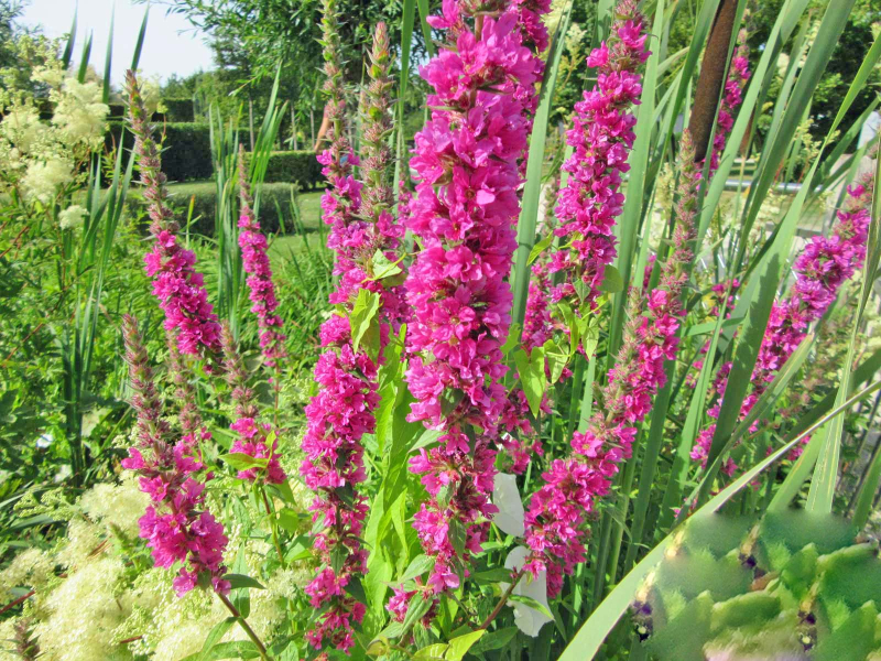 Lythrum salicaria Blutweiderich